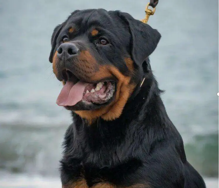 www.haiwaiwai.com五问成都恶犬伤人事件:城市为何屡现恶犬伤人?